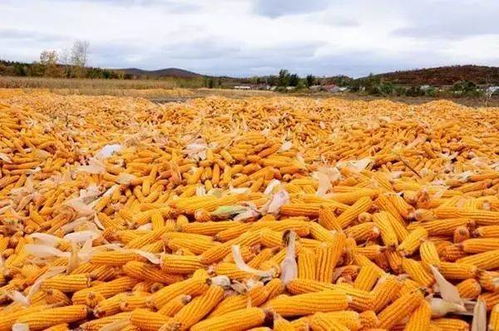 农业农村部试行食用农产品合格证一周年 批发市场迎来质量变革与信任升级