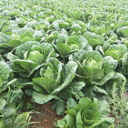 惠农网 连接农产品批发采购与供应的智慧桥梁